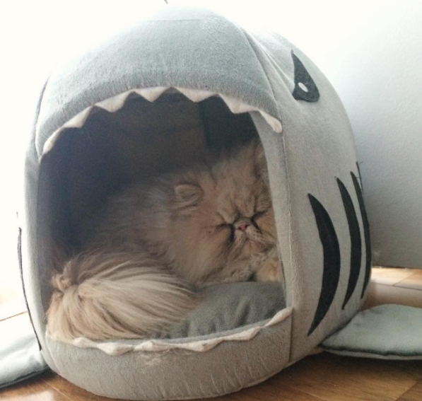 Cat Shark Bed