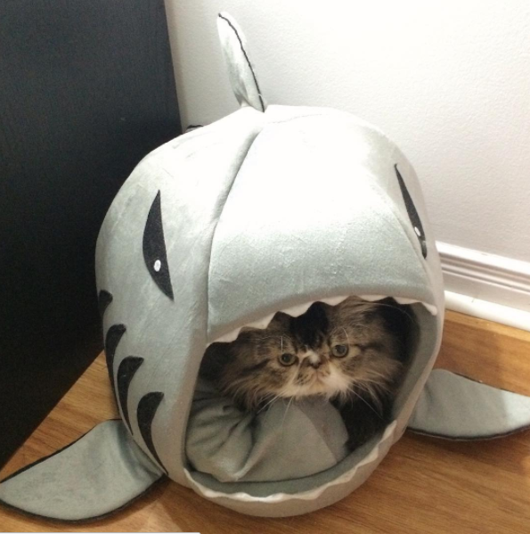 Cat Shark Bed
